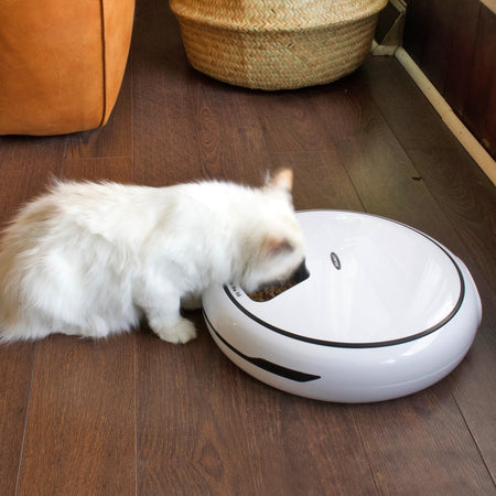 Cat eating food out of the Automatic Pet Dish dispenser
